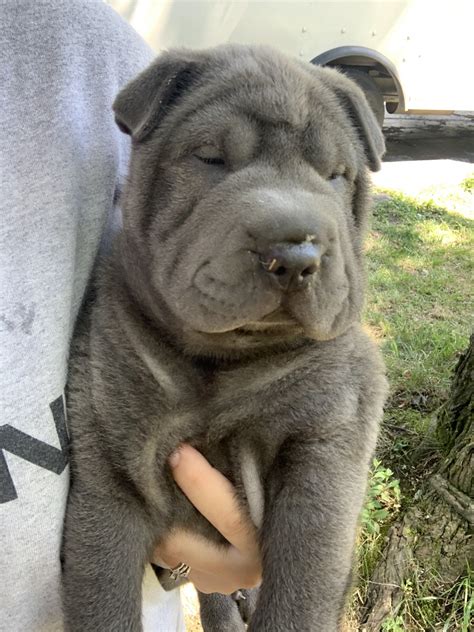 chinese shar pei puppies for sale|shar pei breeder near me.